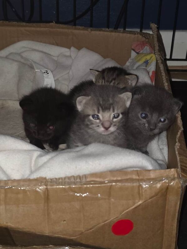 Bengal Kittens For Sale