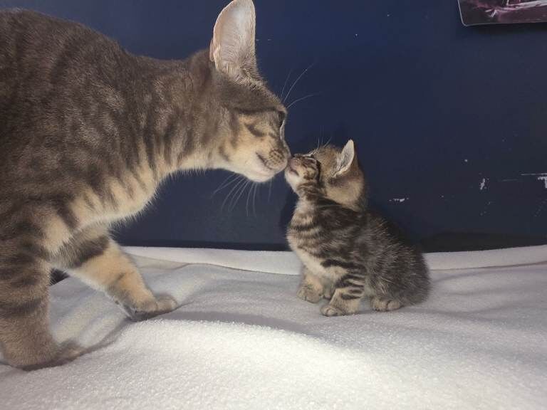 Bengal Kittens - Image 2 of 5