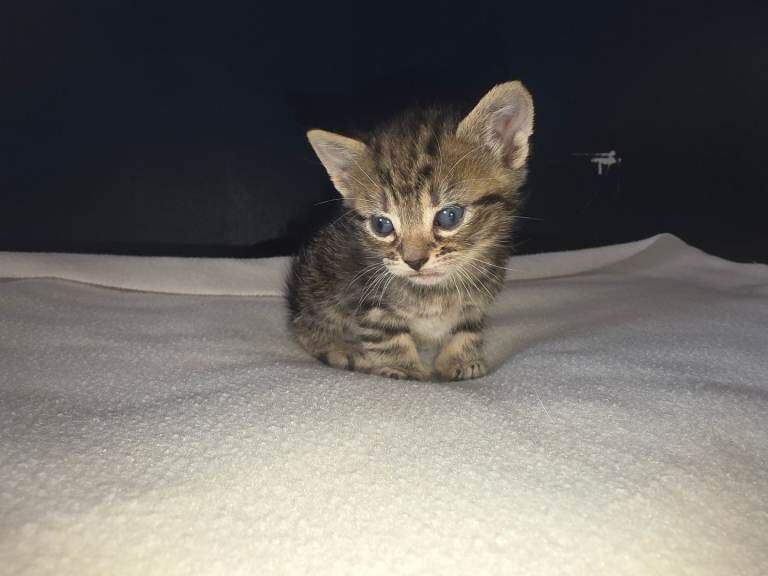 Bengal Kittens - Image 3 of 5