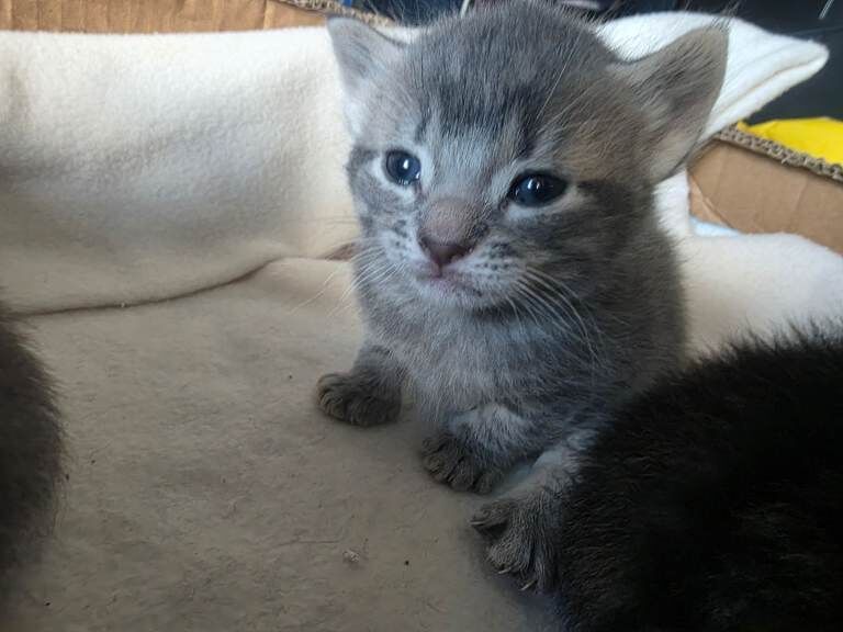 Bengal Kittens - Image 4 of 5
