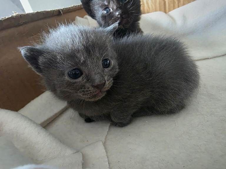 Bengal Kittens - Image 5 of 5