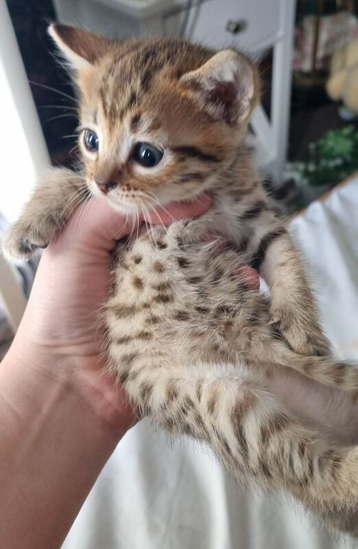Bengal kittens - Image 2 of 3
