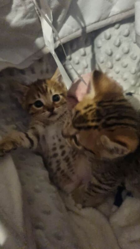 Bengal kittens - Image 3 of 3