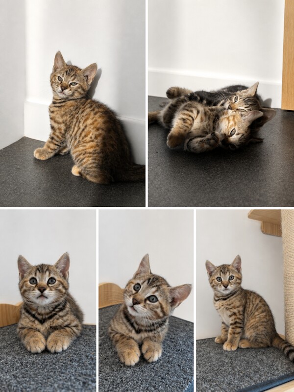 Bengal kittens
