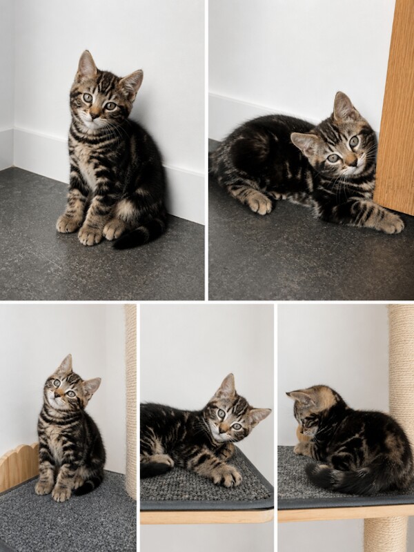 Bengal kittens - Image 2 of 2