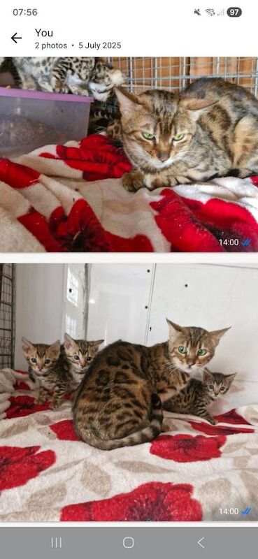 Bengal kittens