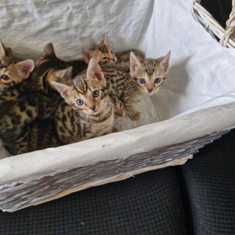 Bengal kittens - Image 2 of 4