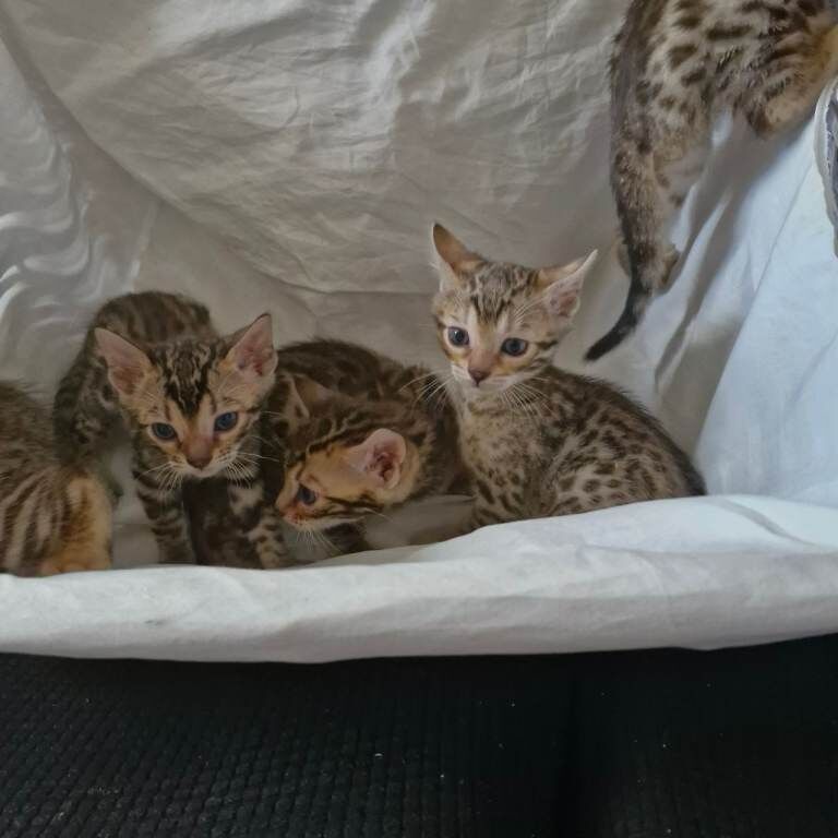 Bengal kittens - Image 3 of 4