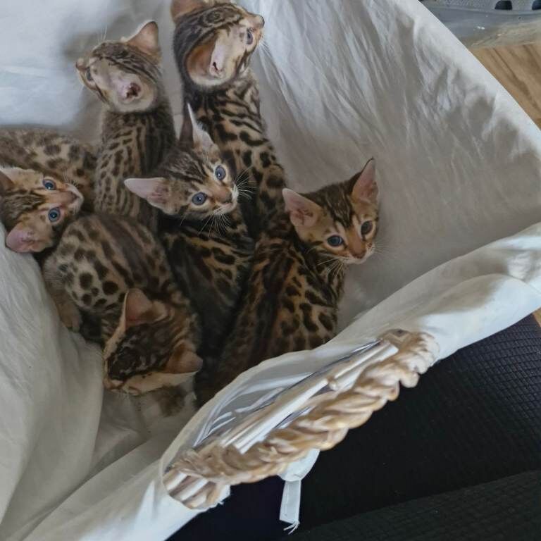 Bengal kittens - Image 4 of 4