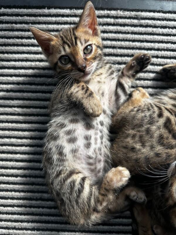 Bengal kittens - Image 2 of 4