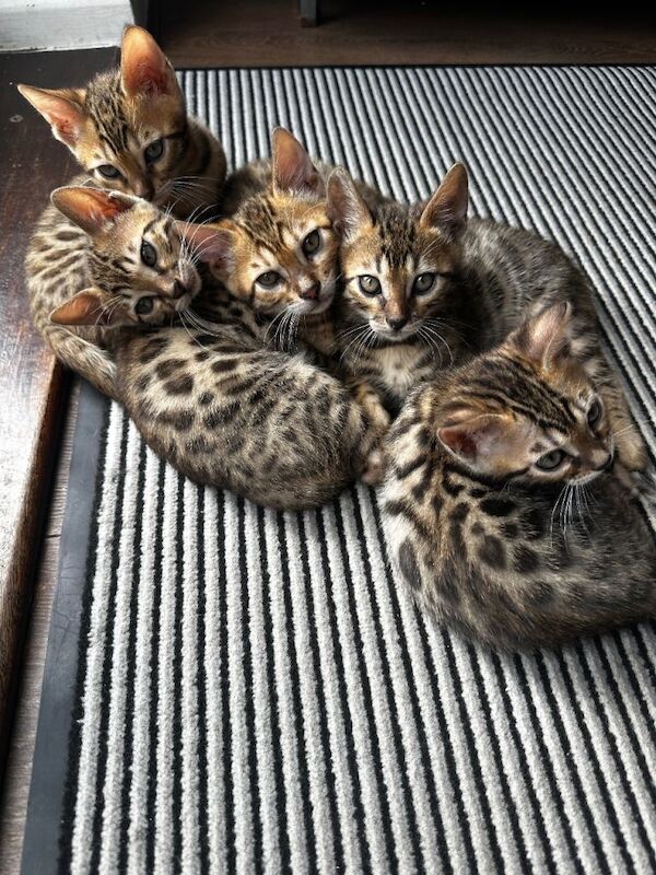 Bengal kittens - Image 3 of 4