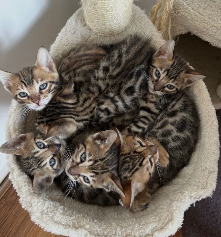Bengal kittens - Image 4 of 4