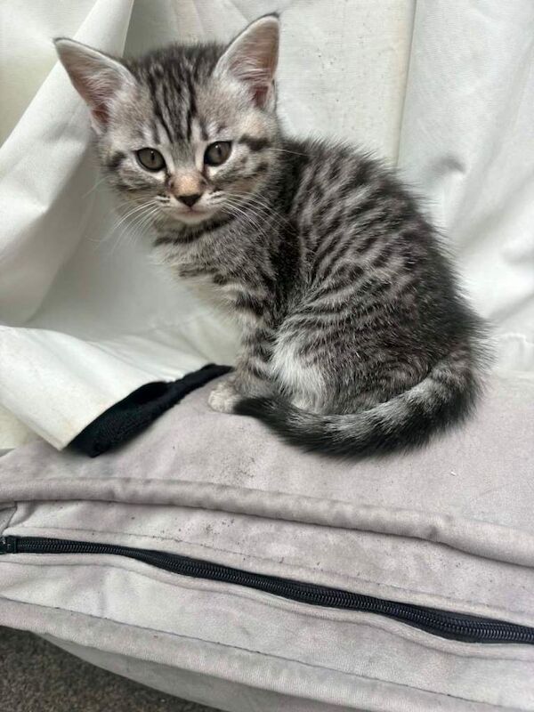 Bengal Kittens For Sale