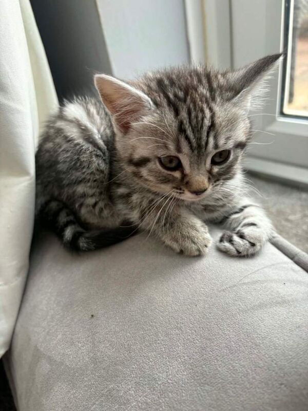 Bengal kittens - Image 2 of 6