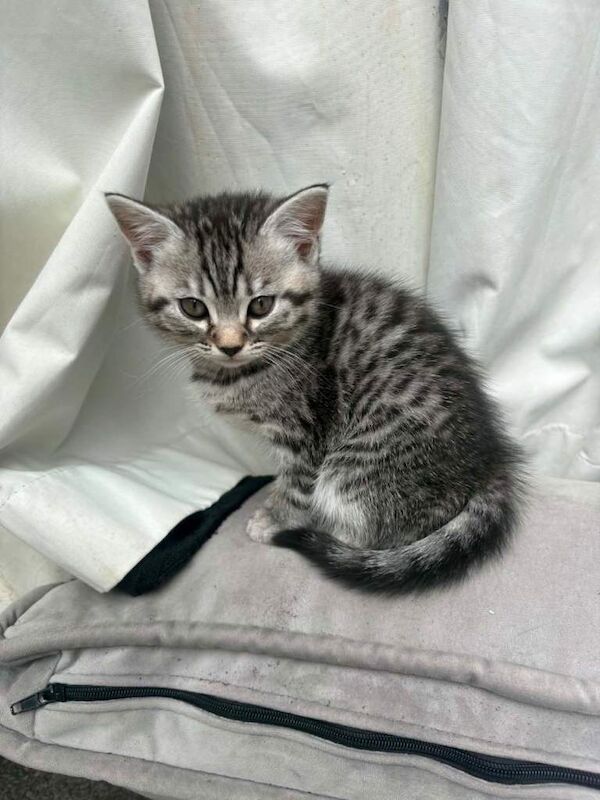 Bengal kittens - Image 3 of 6