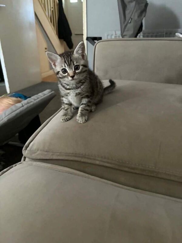 Bengal kittens - Image 4 of 6