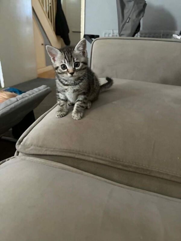 Bengal kittens - Image 5 of 6