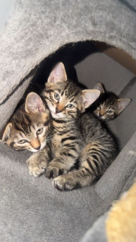 Bengal Kittens