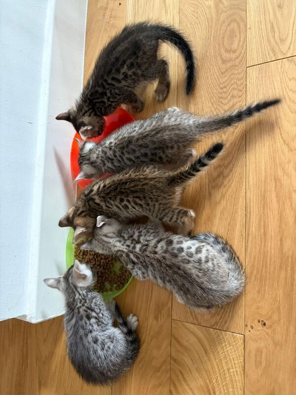 Bengal Kittens For Sale
