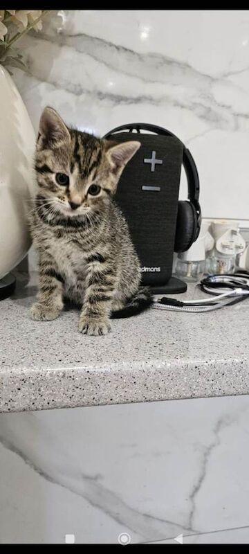 Bengal Kittens For Sale Under £300