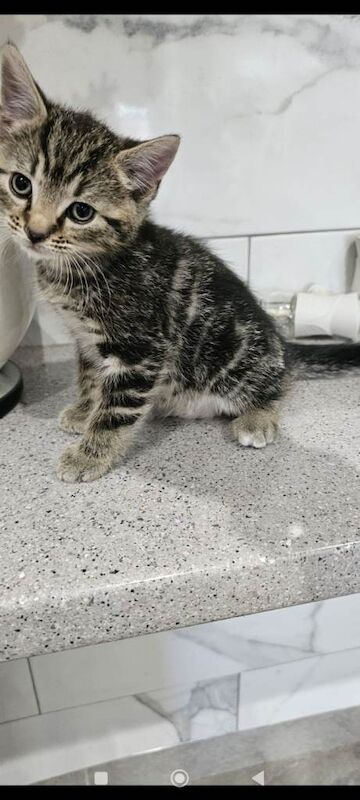 Bengal kittens - Image 2 of 6