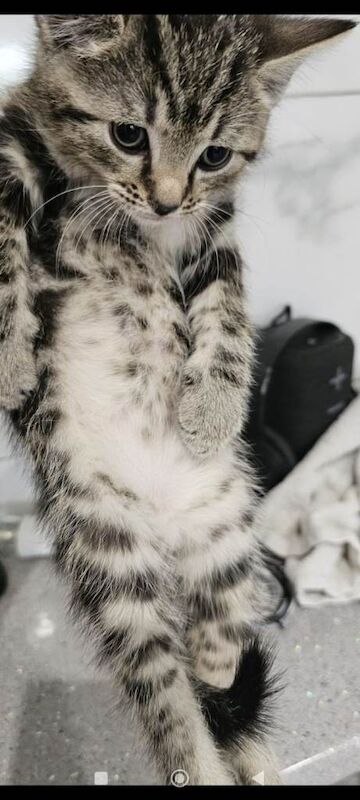 Bengal kittens - Image 3 of 6