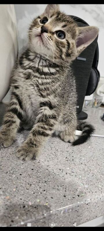 Bengal kittens - Image 4 of 6