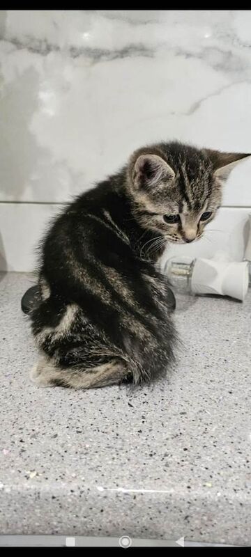 Bengal kittens - Image 5 of 6