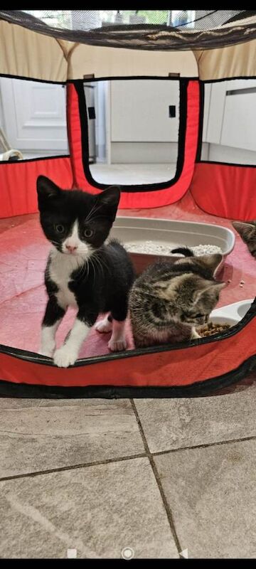 Bengal kittens - Image 6 of 6
