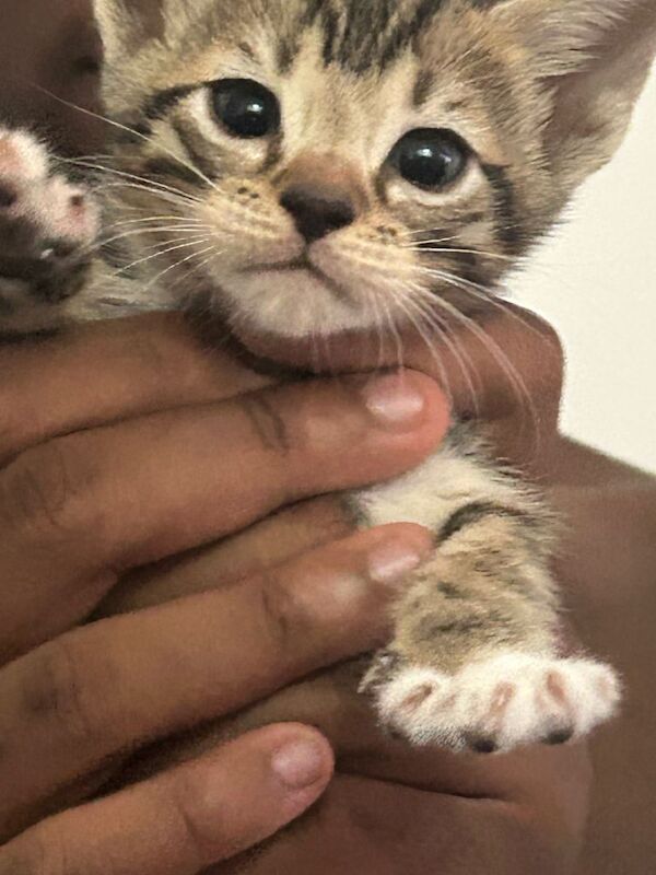 Bengal kittens