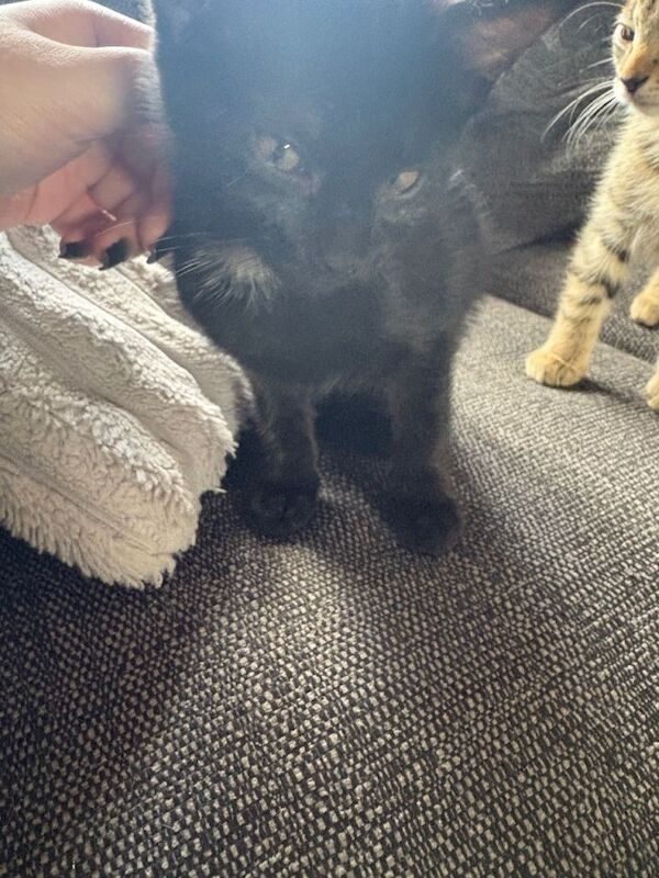 Bengal Kittens For Sale