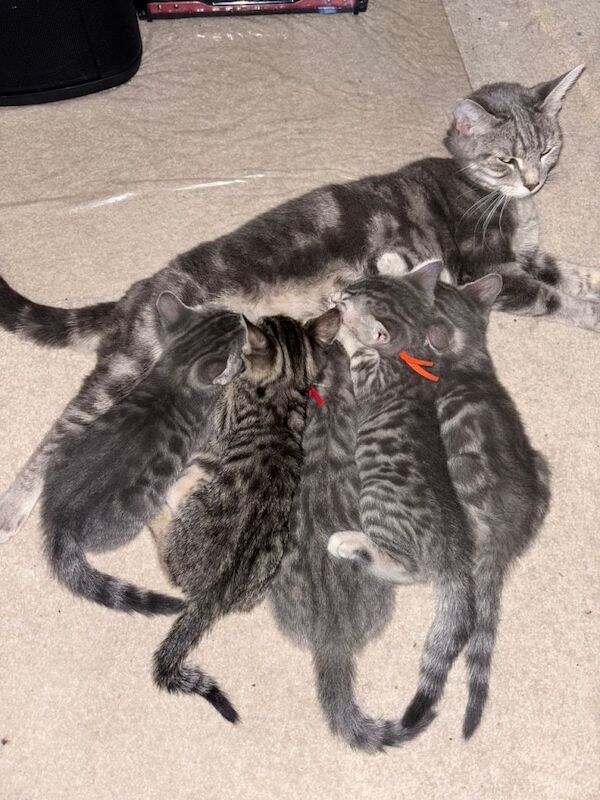 Bengal kittens