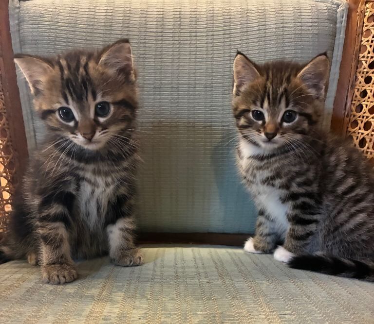 Bengal Kittens For Sale