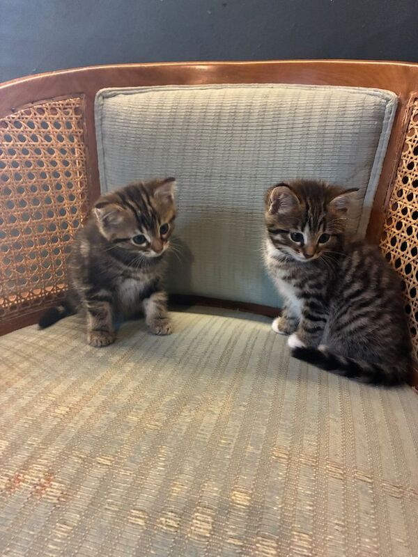 Bengal kittens - Image 2 of 6