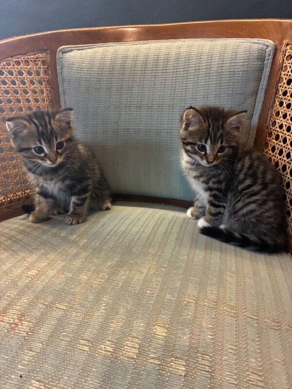 Bengal kittens - Image 3 of 6