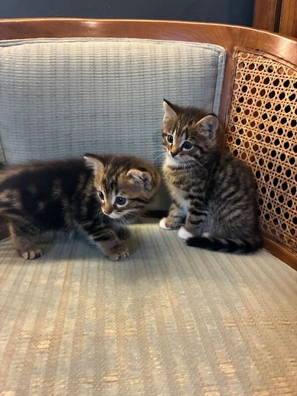 Bengal kittens - Image 4 of 6