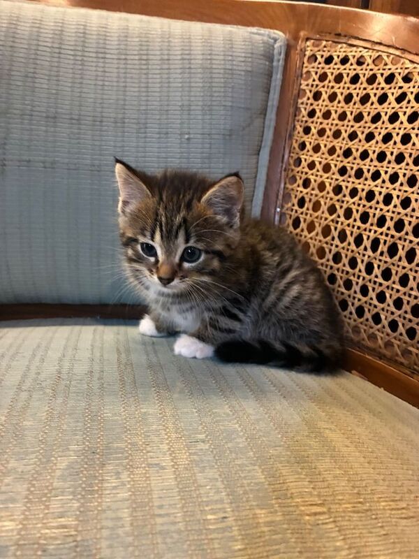 Bengal kittens - Image 6 of 6