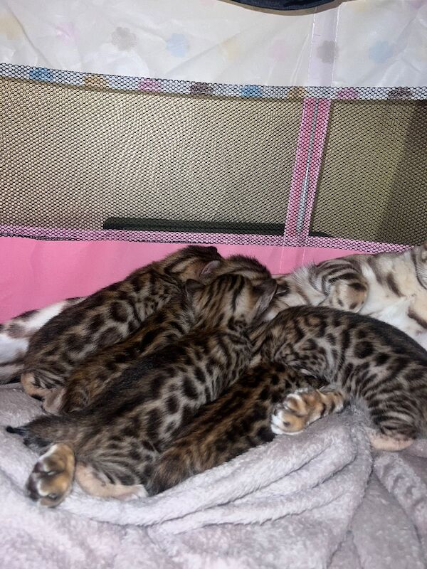 Bengal kittens for sale in Chigwell, Essex – 5 weeks old - Image 3 of 5