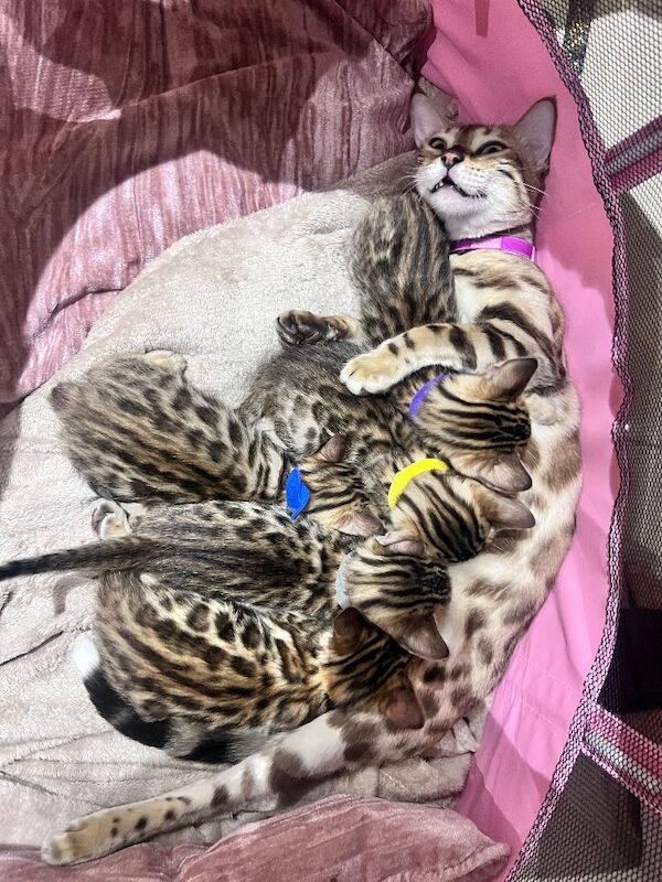 Bengal kittens for sale in Chigwell, Essex – 5 weeks old - Image 4 of 5