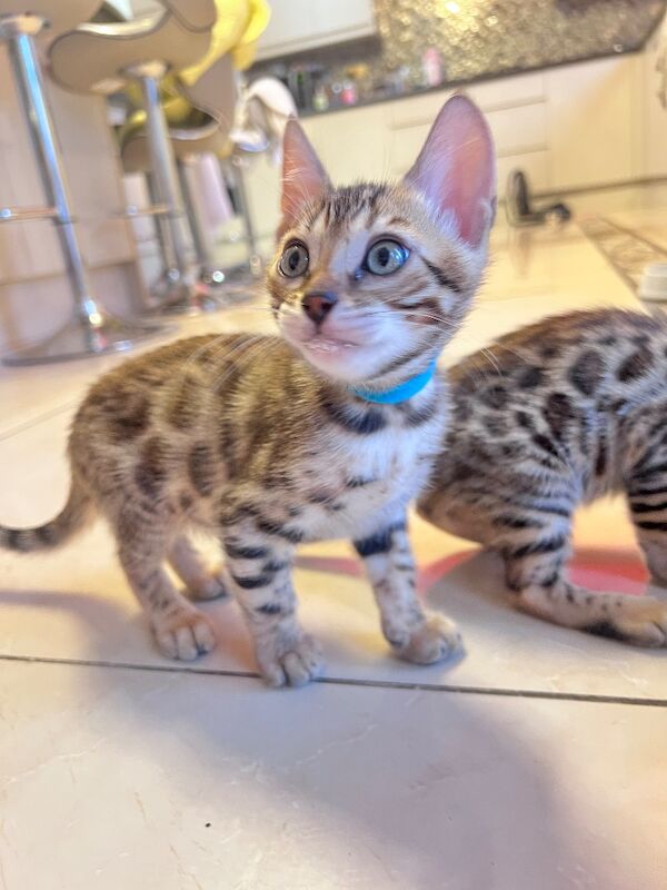 Snow Lynx Bengal kittens for sale in Chigwell, Essex – 10 weeks old