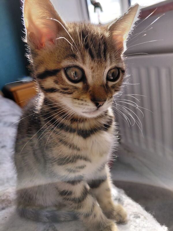 Bengal kittens available for sale