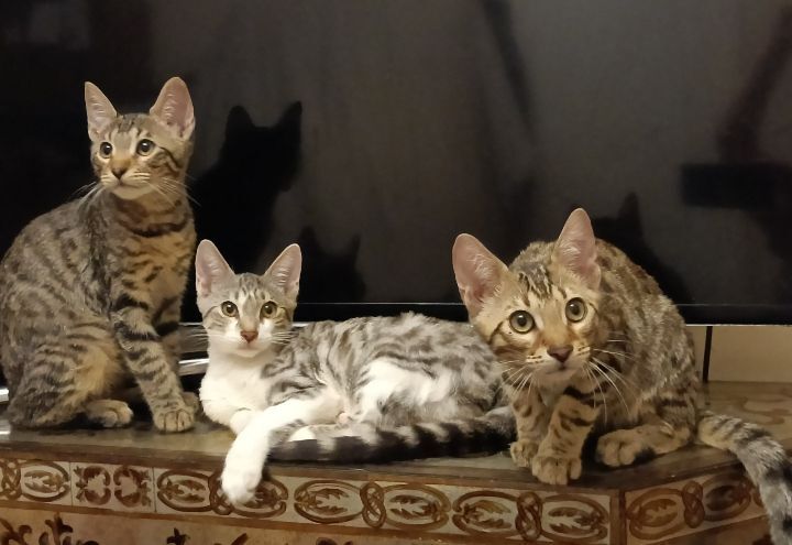 Bengal kittens for sale in Bootle, Merseyside – 3 months old