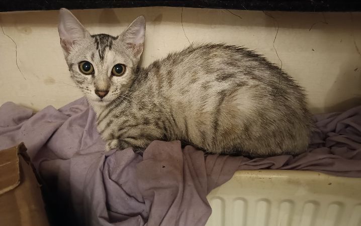 Bengal kittens for sale in Bootle, Merseyside – 3 months old - Image 2 of 4