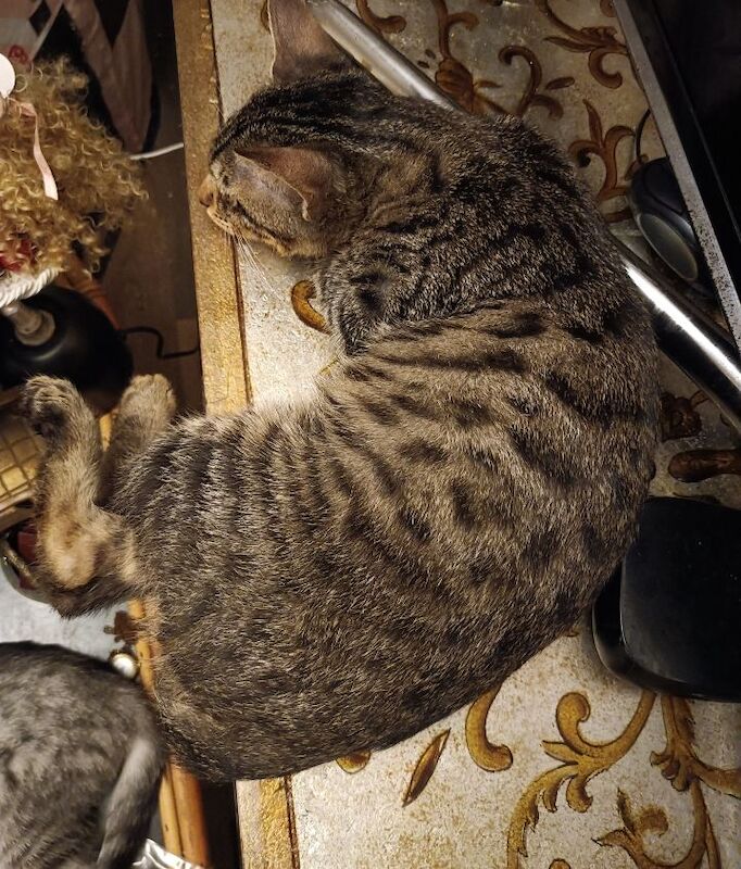 Bengal kittens for sale in Bootle, Merseyside – 3 months old - Image 3 of 4