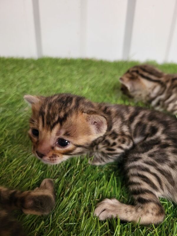 Bengal kittens (brown rosette) in Peterborough £800 each for sale in Spalding, Lincolnshire