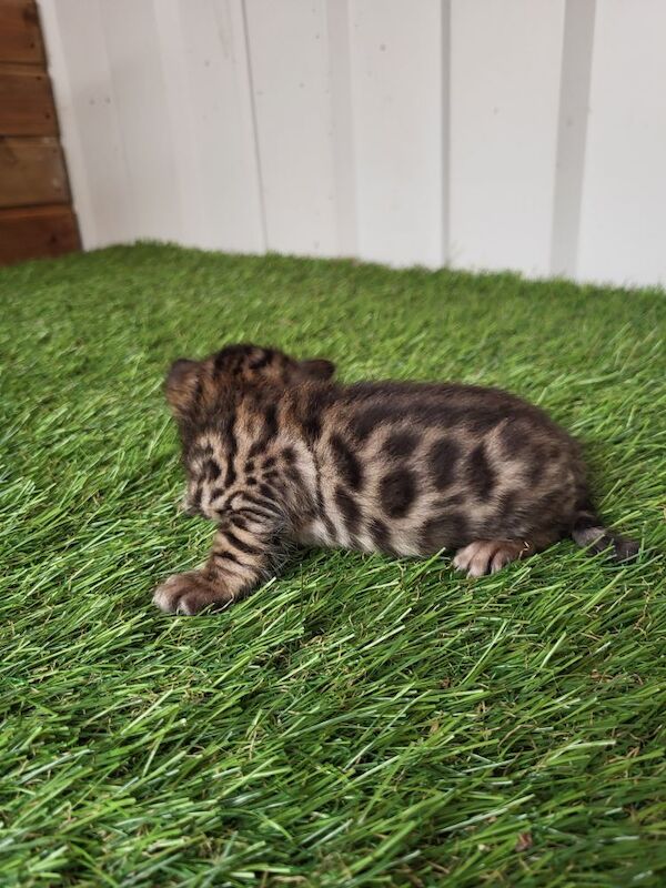 Bengal kittens (brown rosette) in Peterborough £600 each for sale in Peterborough, Cambridgeshire | Image 2