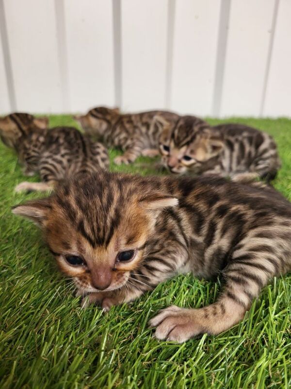 Bengal kittens (brown rosette) in Peterborough £600 each for sale in Peterborough, Cambridgeshire | Image 3