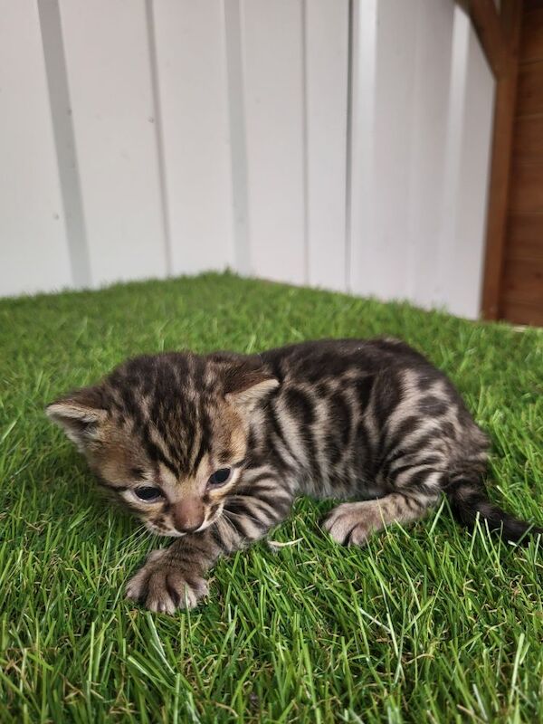 Bengal kittens (brown rosette) in Peterborough £600 each for sale in Peterborough, Cambridgeshire | Image 4