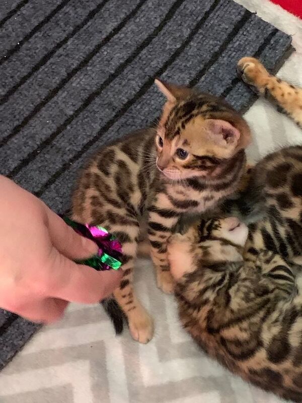 Bengal kittens for sale in Thurso, Caithness