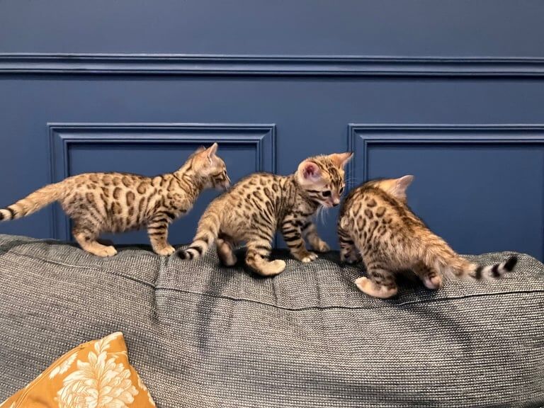 Bengal kittens for sale in Cairndow / An CΓ‘rn Dubh, Argyll and Bute β 7 weeks old